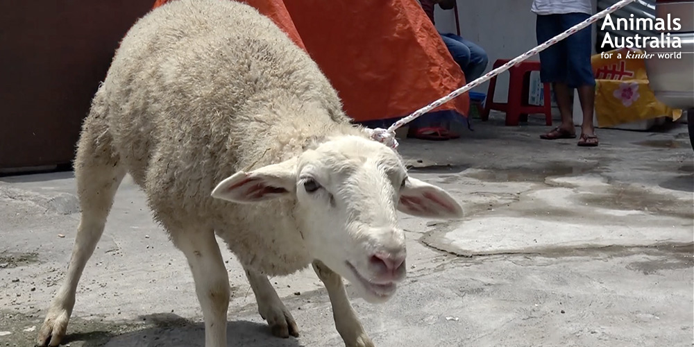 An Australian sheep struggles with a rope around her neck after being illegally sold for home slaughter