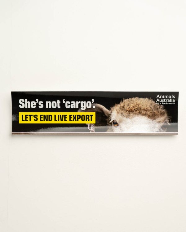 Live export bumper sticker with a pic of a sheep's head, the Animals Australia logo and the phrase 'She's not 'cargo'. Let's end live export'